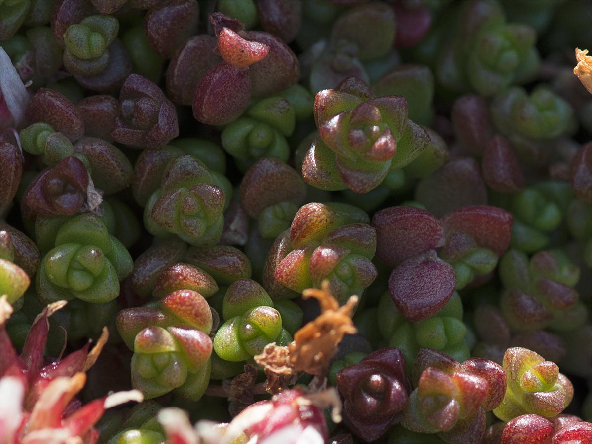 Sedum anglicum